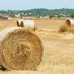 Finca Son Sitges, Llubí 139